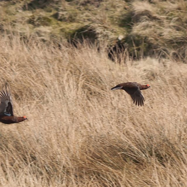 Restaurant Kent Fine Dining Grouse Dinner