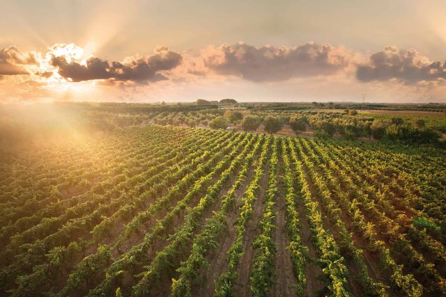 Chapter One Kent: Locally sourced game and farm-to-table ingredients by our expert chefs.