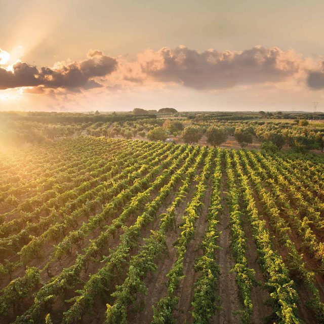 Chapter One Kent: Locally sourced game and farm-to-table ingredients by our expert chefs.