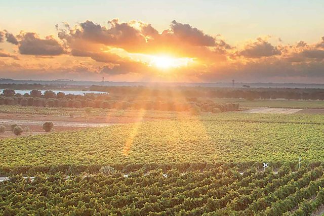Join Chapter One in Kent for a Taste of Puglia. Sample 5 exceptional wines from Cantele Winery paired with gourmet canapés.